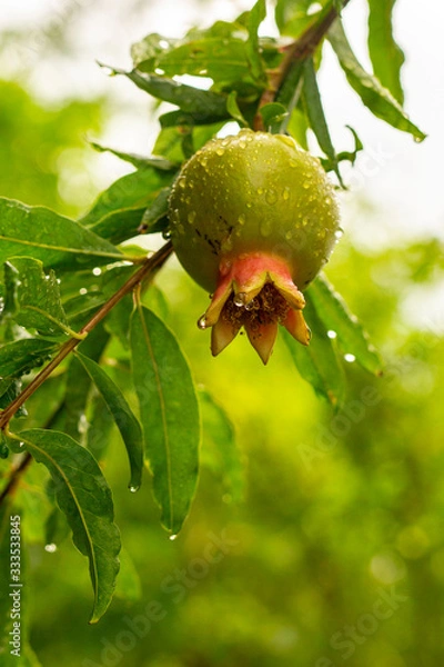 Obraz Young Pomegranate with Dew