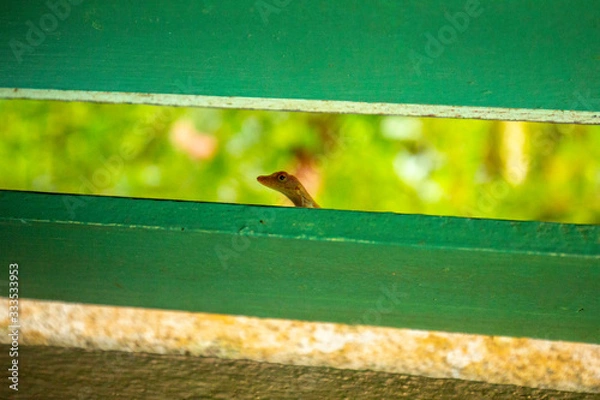 Obraz Lizard Poking its Head in the Window