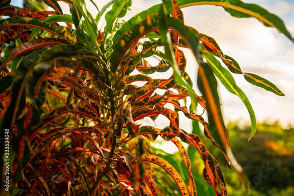 Obraz Tropical Leaves