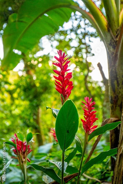 Obraz Dark Pink Tropical Flowers