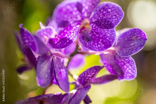 Obraz Purple Orchids