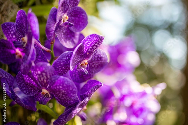 Obraz Purple Orchids