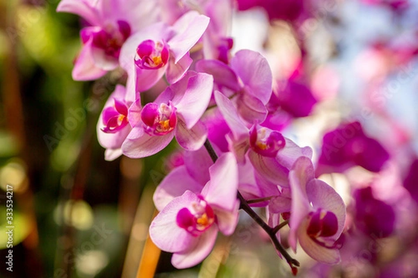 Obraz Light Pink Orchids