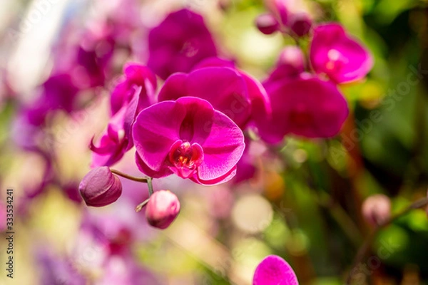 Obraz Pink Orchids