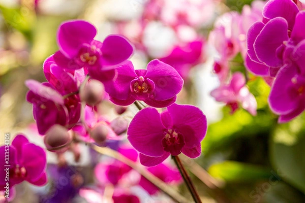 Obraz Pink Orchids