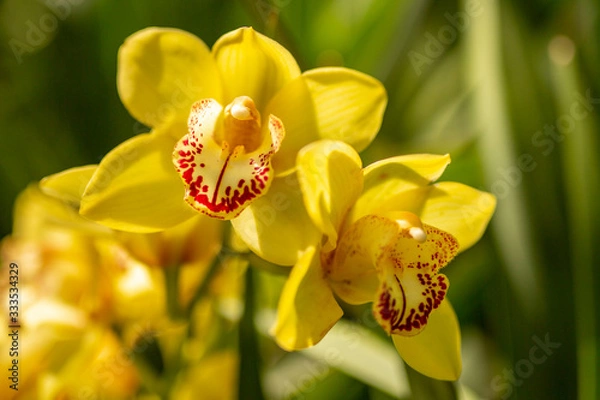 Obraz Yellow Orchids