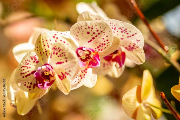 Obraz White and Pink Orchids