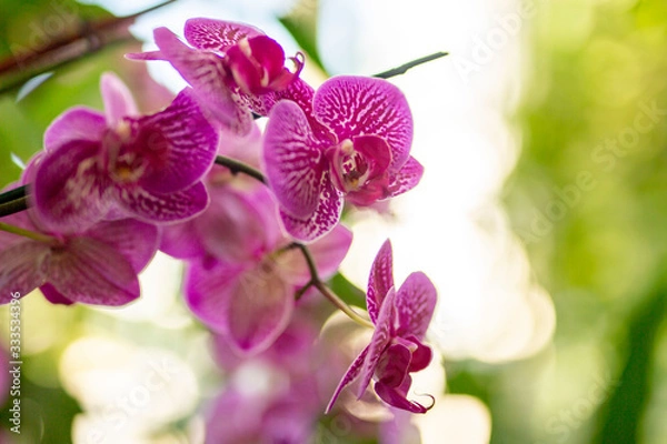Obraz Pink Orchids