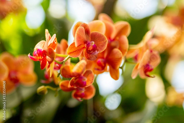 Obraz Orange Orchids