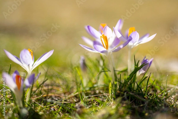 Obraz Purple Crocuses