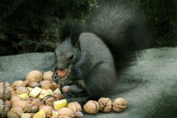 Obraz écureuil