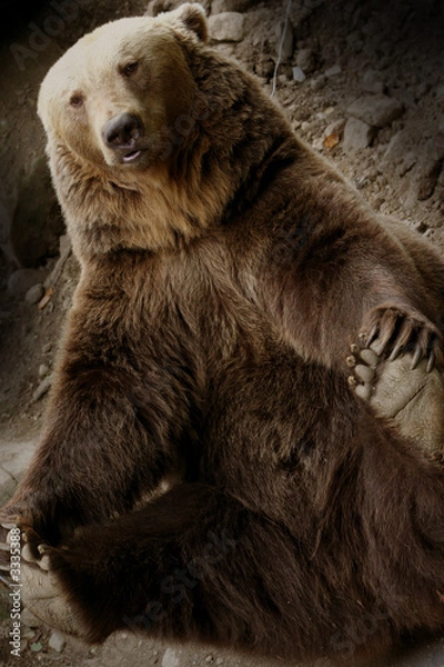 Obraz ours des pyrénées