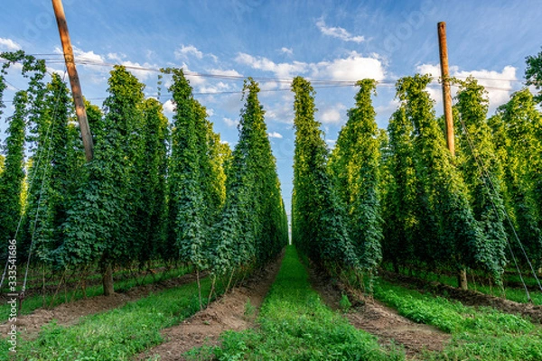 Obraz Green hops field. Fully grown hop bines. Hops field in Bavaria Germany. Hops are main ingredients in Beer production