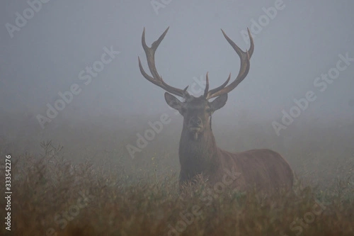 #333542276