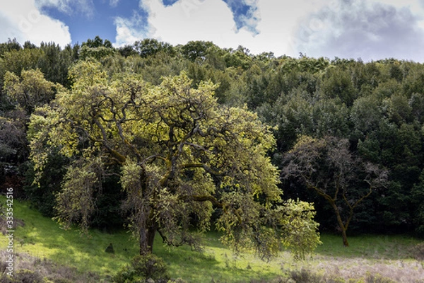 Obraz tree in a field
