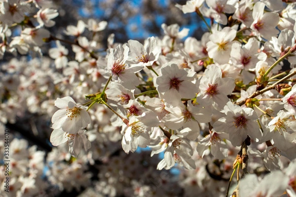 Fototapeta 満開の桜