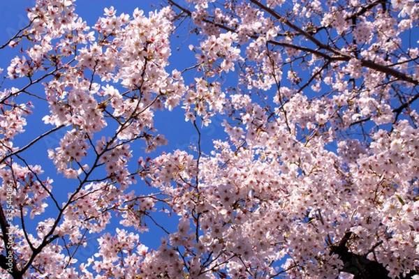 Fototapeta 桜