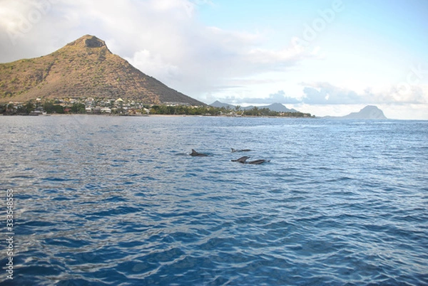 Obraz Delfiny na wolności