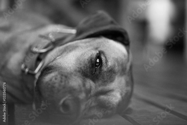 Fototapeta black and white dog portrait