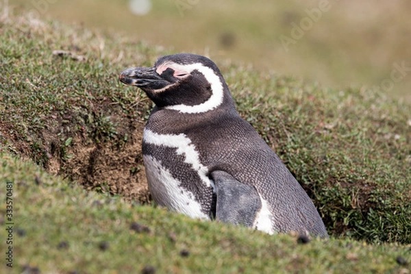 Obraz Magellanic Penguin