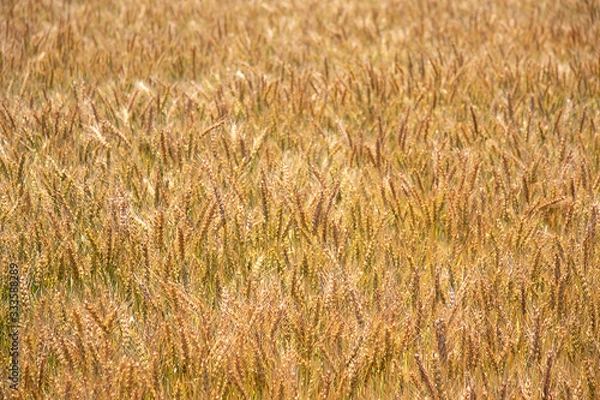 Fototapeta 麦畑