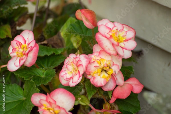 Obraz pretty in pink