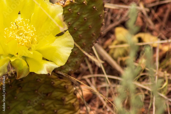 Obraz Peary Prickular