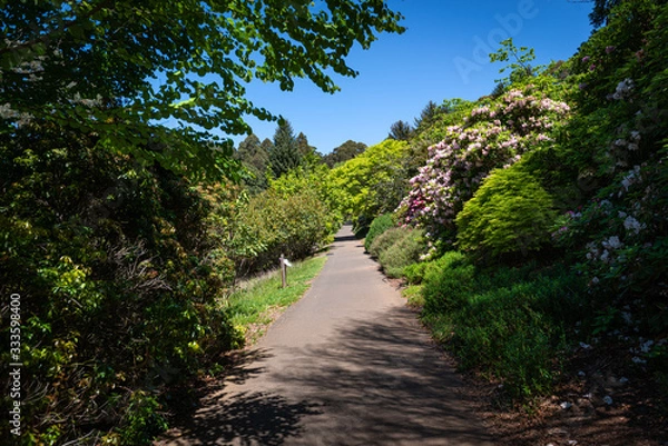 Fototapeta path in the forest