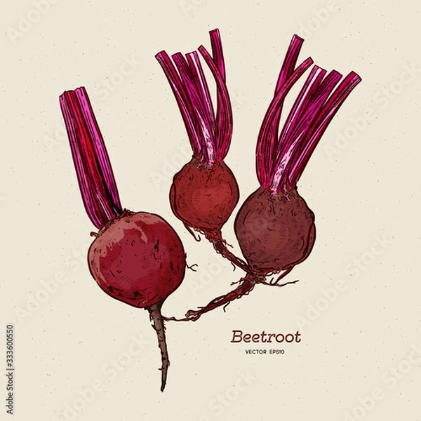 Fototapeta beetroot, hand draw sketch vector.