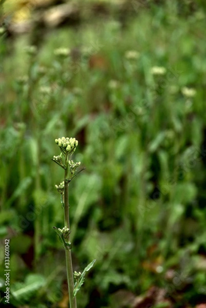 Obraz 菜の花　つぼみ