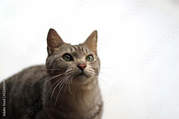 Fototapeta 可愛い猫