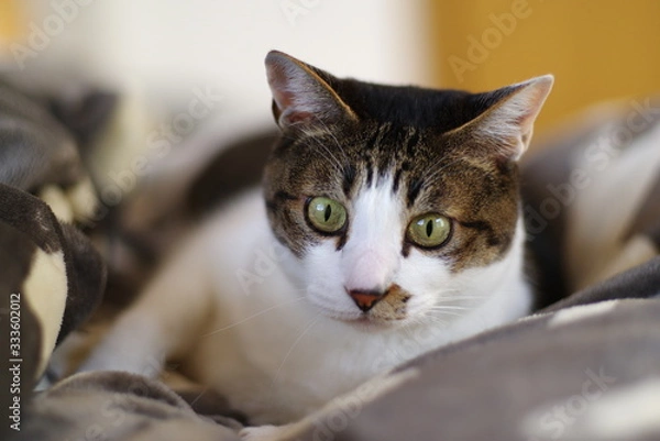 Fototapeta リラックスした猫