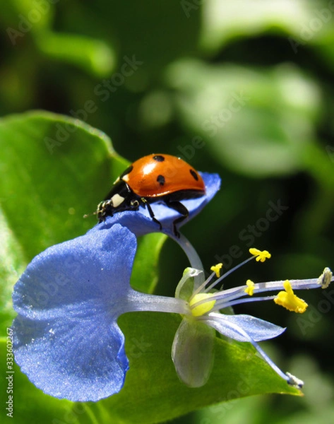 Fototapeta ladybug on flower