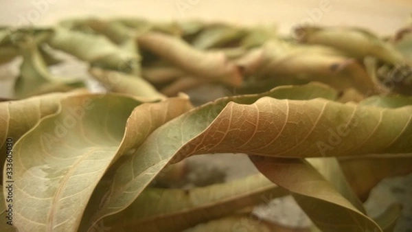 Obraz dry leaves