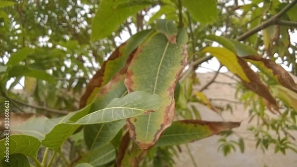 Obraz desease dry leaf