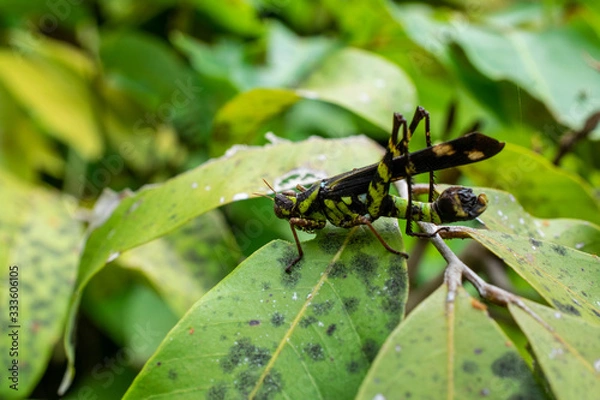 Fototapeta Rare cricket on a leaf