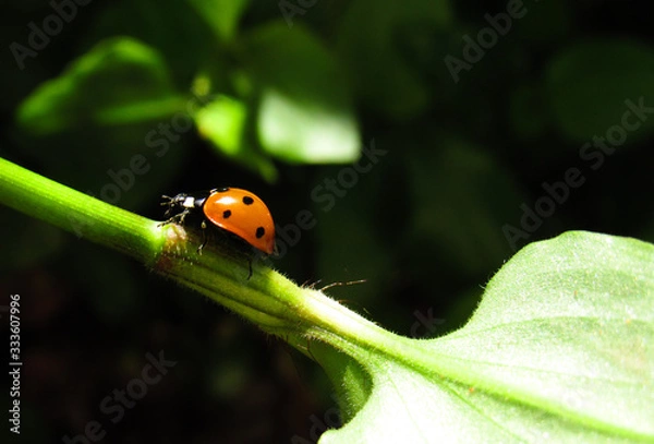 Obraz ladybug on a leaf
