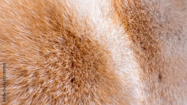 Obraz 夕日,柴犬,柴,和犬,犬,黄昏,光,ひかり,可愛い,かわいい,癒し,毛,毛皮,丸々,丸い,まるまる,丸,犬背,背中,耳,寝る,寝転がる,タオル,日常,夕方,動物,ペット,日本犬,自然,愛犬,夕焼け,茶色,哺乳類,赤柴,栗色,夕景,黄昏時