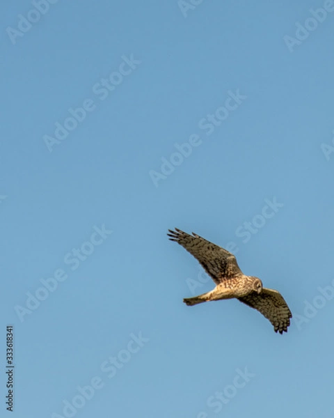 Fototapeta Bird flying