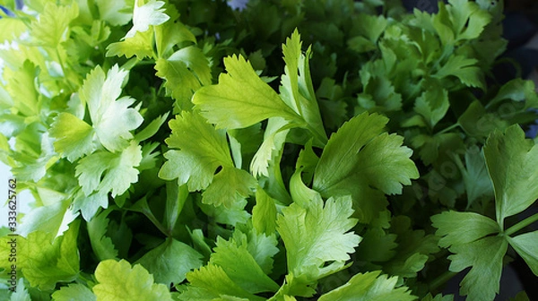 Obraz Meny green fresh celery.