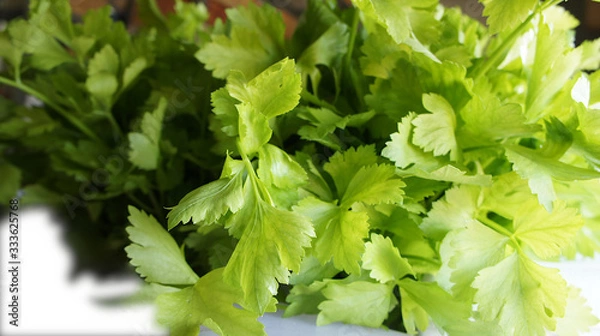 Obraz Meny green fresh celery.