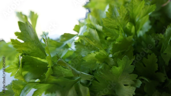 Obraz Meny green fresh celery.