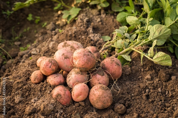 Fototapeta Close Up Of Potatoes On Ground On Vegetable Garden.