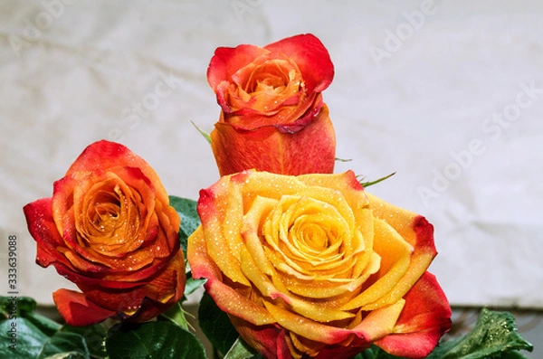Obraz A bouquet of three roses with leaves, covered with dew drops, evenly lit on an abstract blurred background, close-up, copy space.