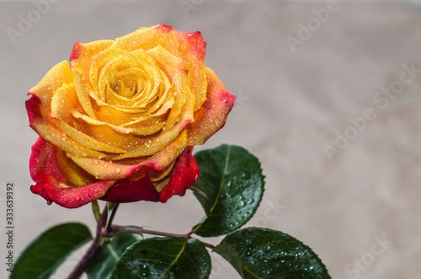 Obraz A rose flower on a leafy stem, covered with dew drops, is evenly illuminated on an abstract, blurred background, close-up, copy space.