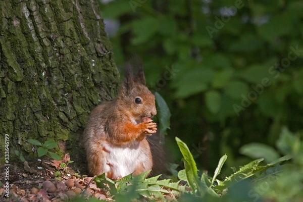 Fototapeta Eurasian red squirrel (Sciurus vulgaris).