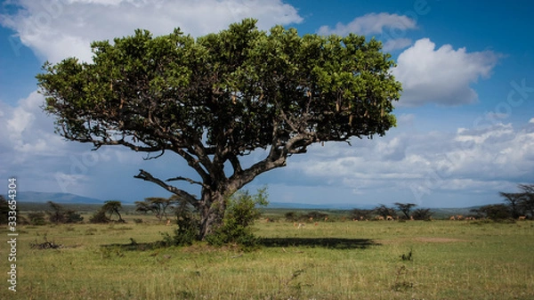 Obraz Abandoned tree in savannah