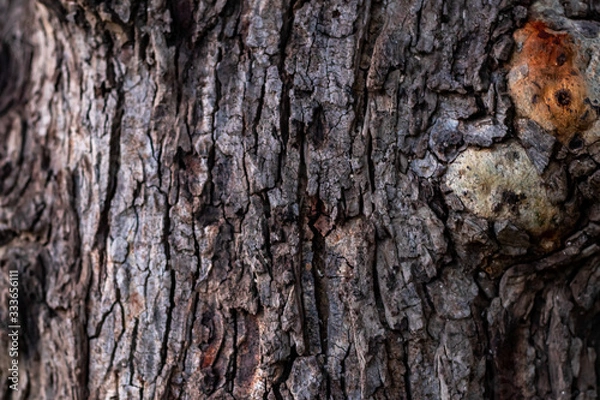 Fototapeta macro photography of tree bark texture with contrested light. wooden and texture concept