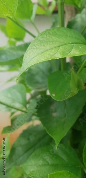 Obraz green bright leaves 