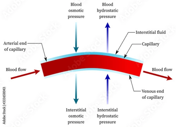Obraz Hydrostatic pressure in capillary (or blood vessel)